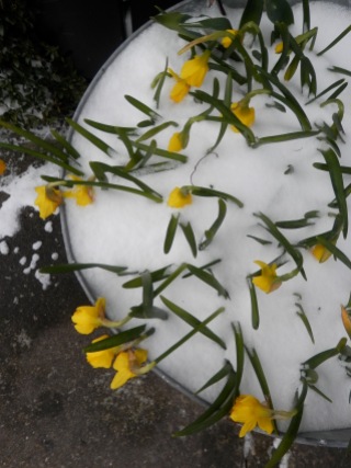 Voorjaarsbloemen sneeuw