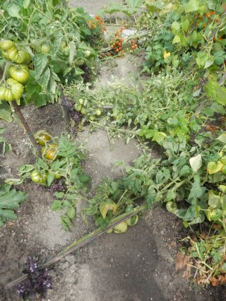 Tomanten planten en wind