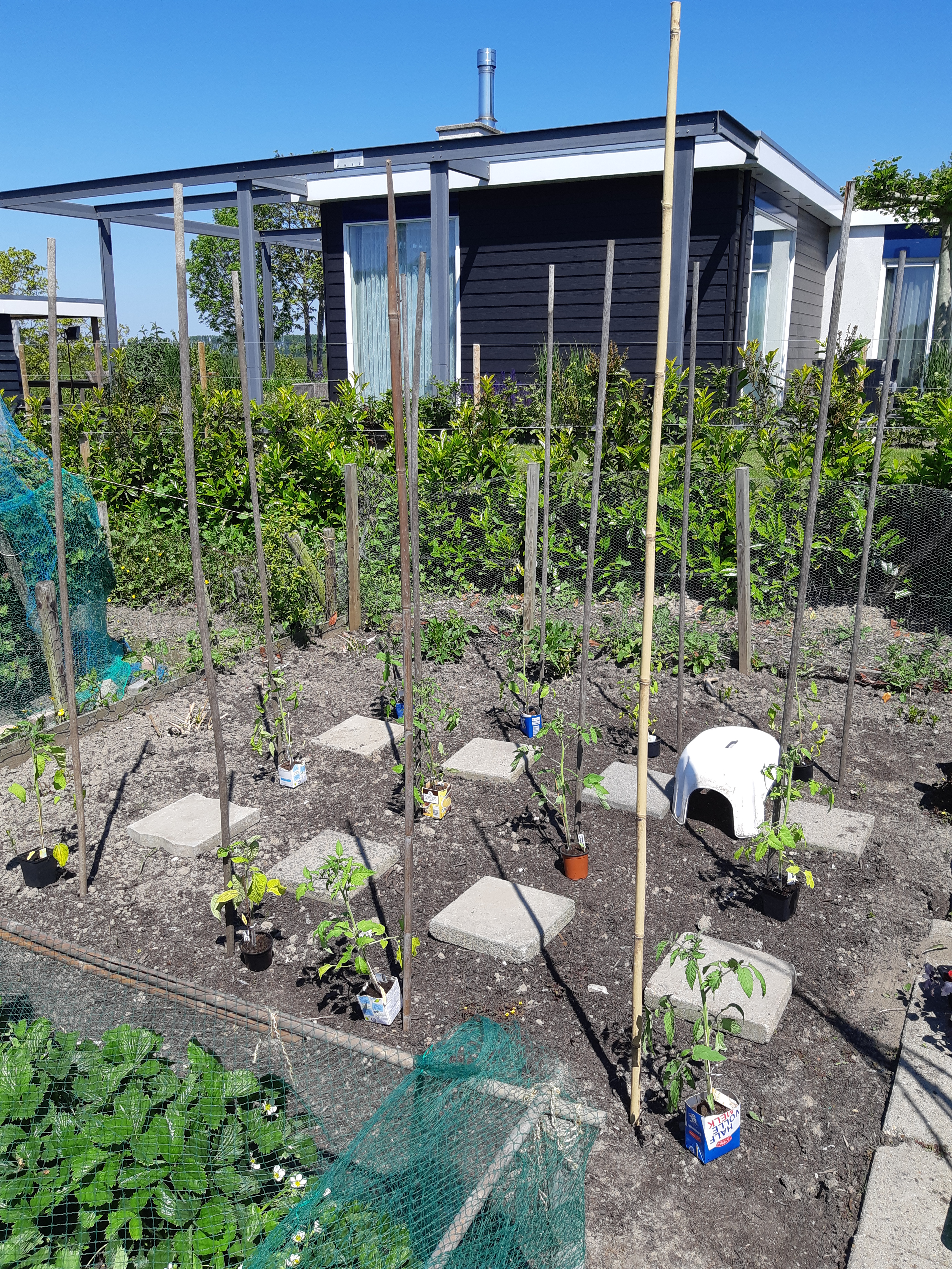 Maori Verandert in liberaal Tomaten kweken. Deel 2. – MOESTUIN HIPPIE