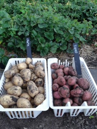 Aardappels oogsten