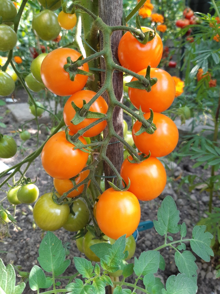 Tomaat Oranje van Goeienbier