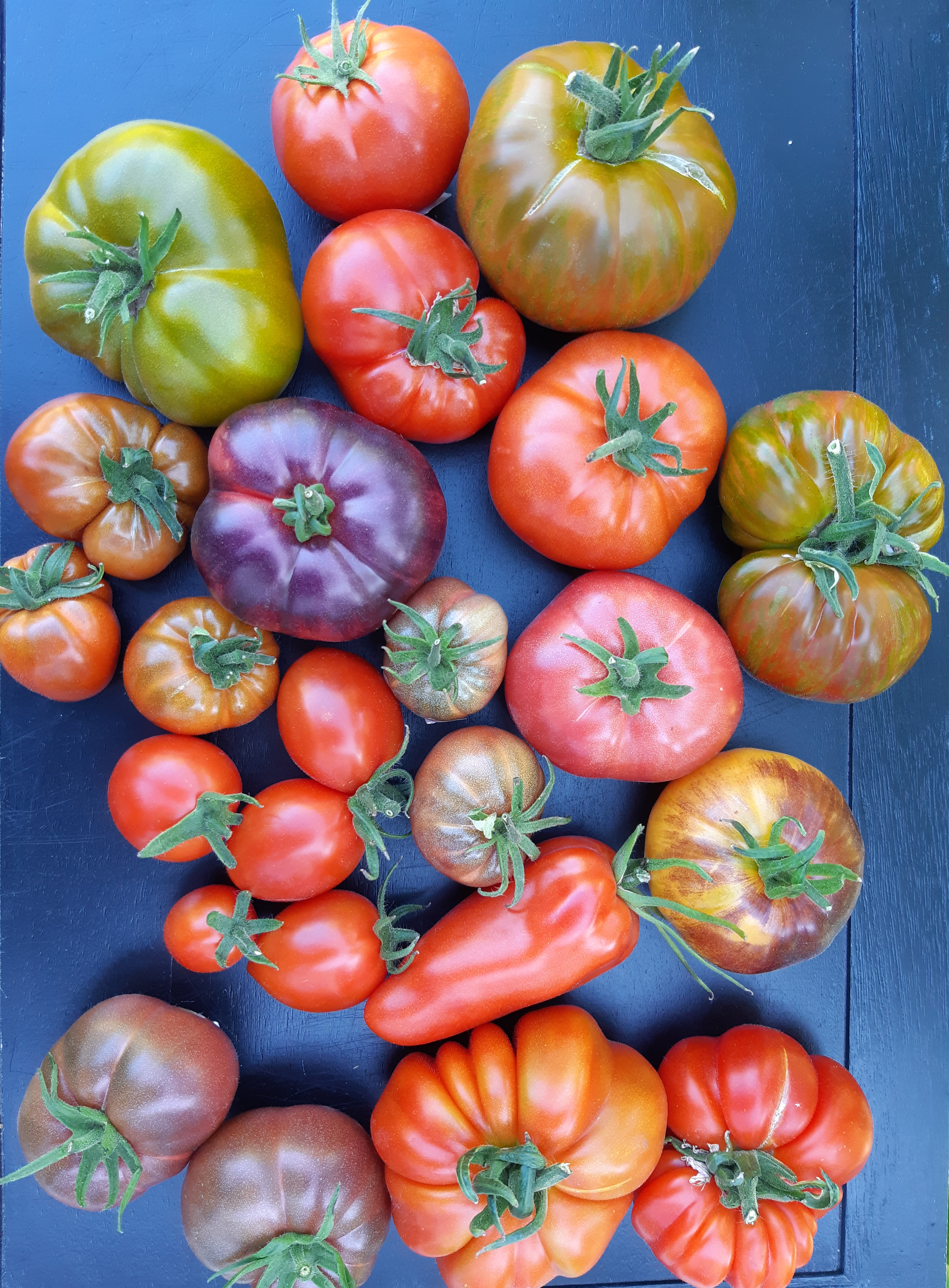 Verschillende rassen tomaten