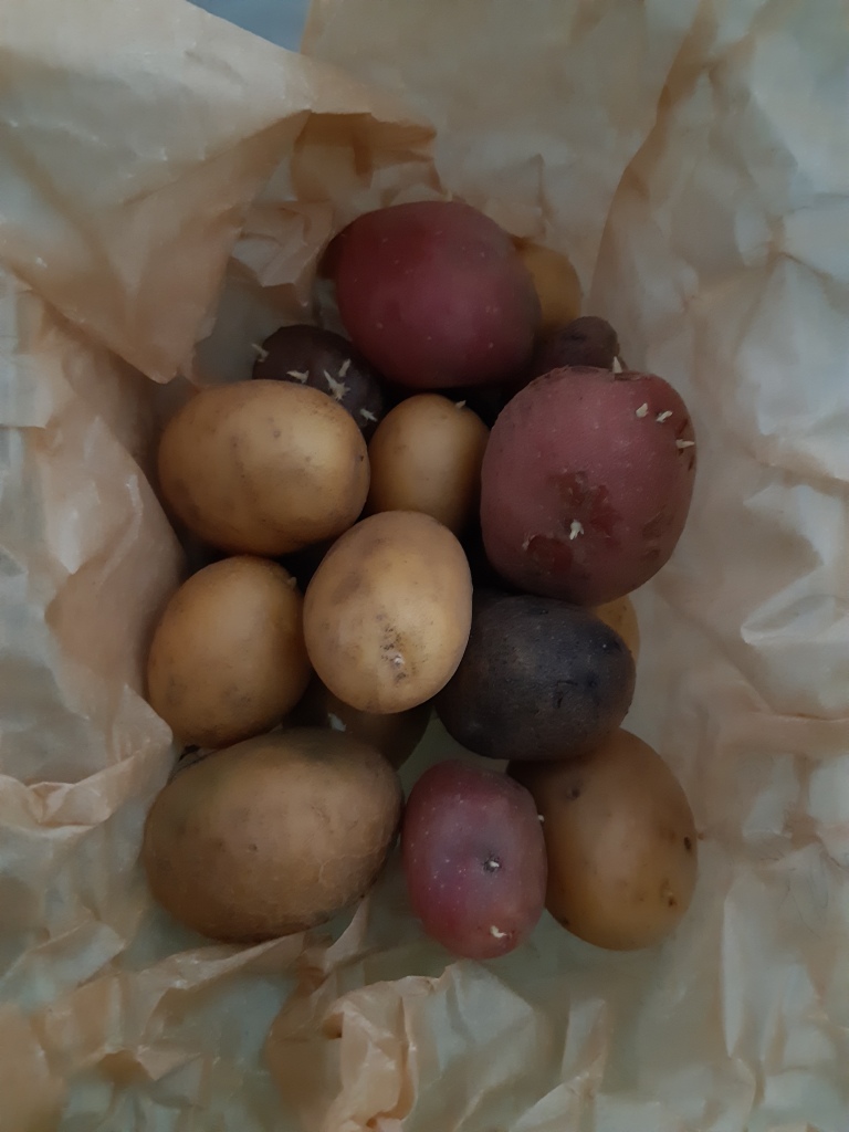 Aardappels voorkiemen februari maart